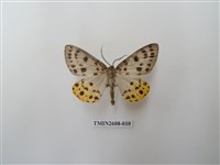 藏品(尺蛾123.a)的圖片